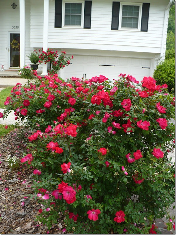 A House in the Roses - A Cultivated Nest